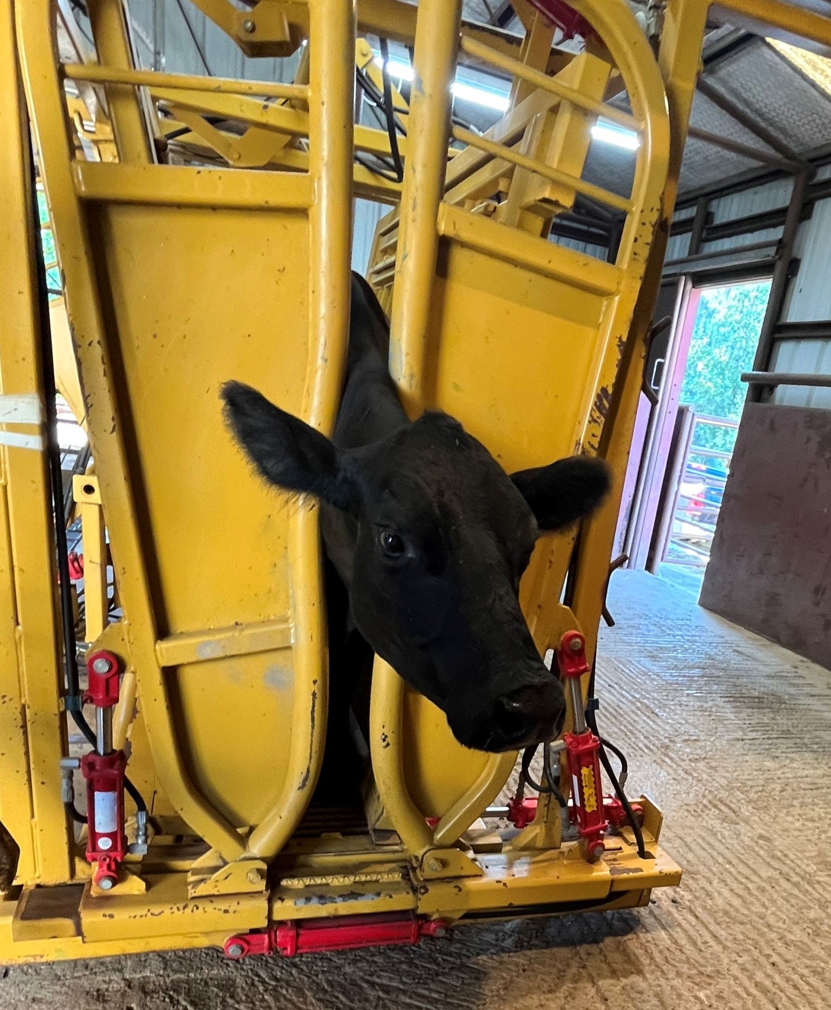 cow in chute